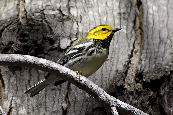 Black-throated Green Warbler &copy; Russ Chantler